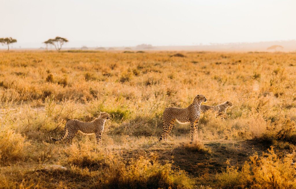 Kenya Safari